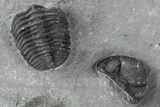 Eldredgeops (Phacops) Trilobite Fossil - New York #255732-1